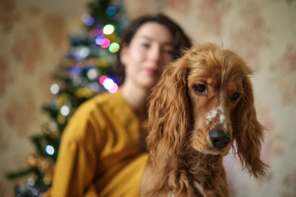 Gifts for Dog and Cat People Who Already Own Eleven Squeaky Toys