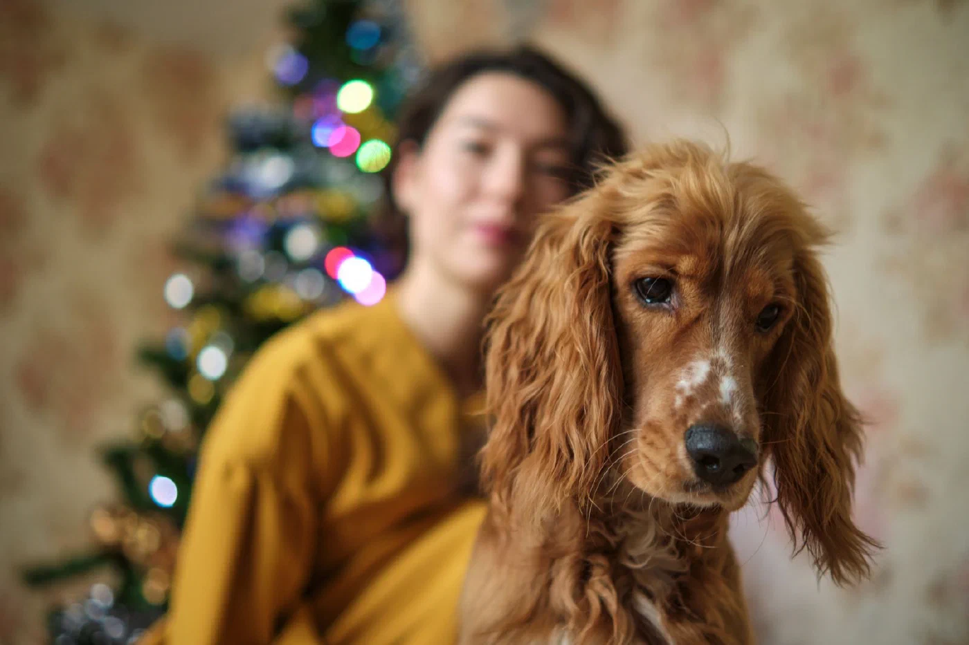 Gifts for Dog and Cat People Who Already Own Eleven Squeaky Toys