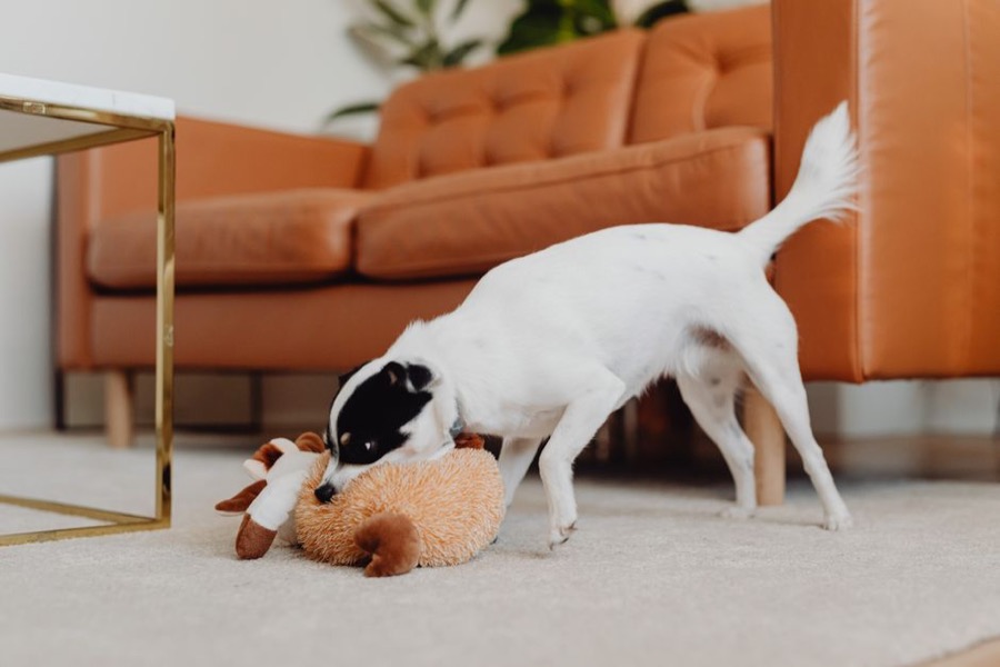 Dog puzzle toy