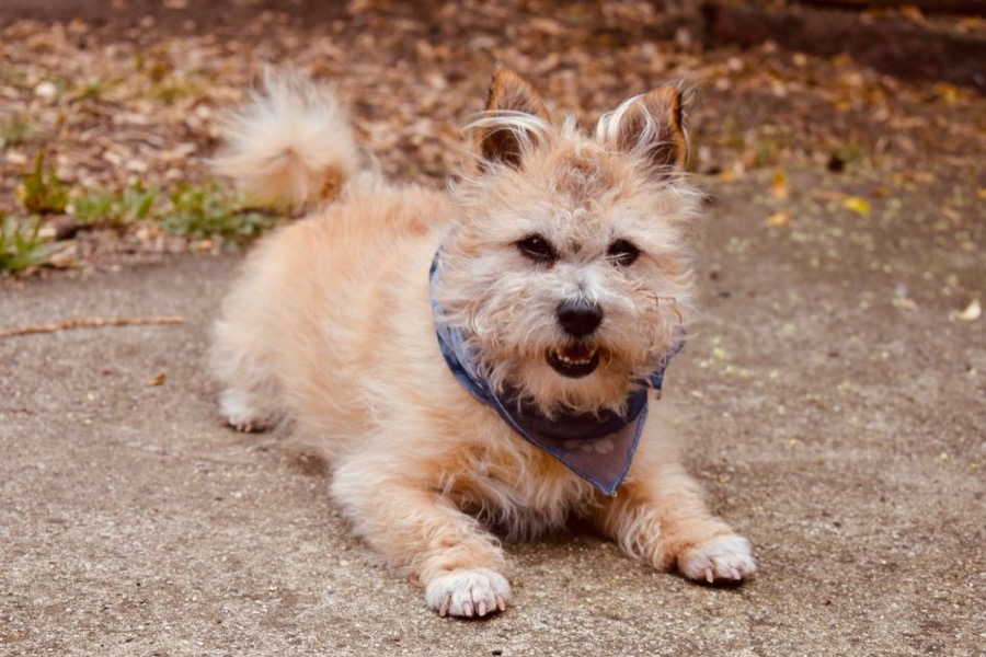 Pet bandana set